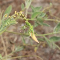 Crotalaria lunulata B.Heyne ex Wight & Arn.